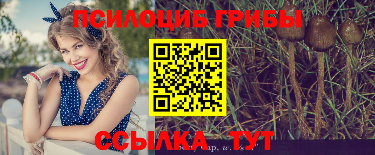 Галлюциногенные грибы Psilocybine cubensis Лобня